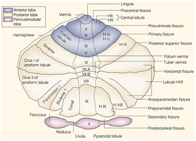 The Relationship Between Zebrin Expression and Cerebellar Functions: Insights From Neuroimaging Studies